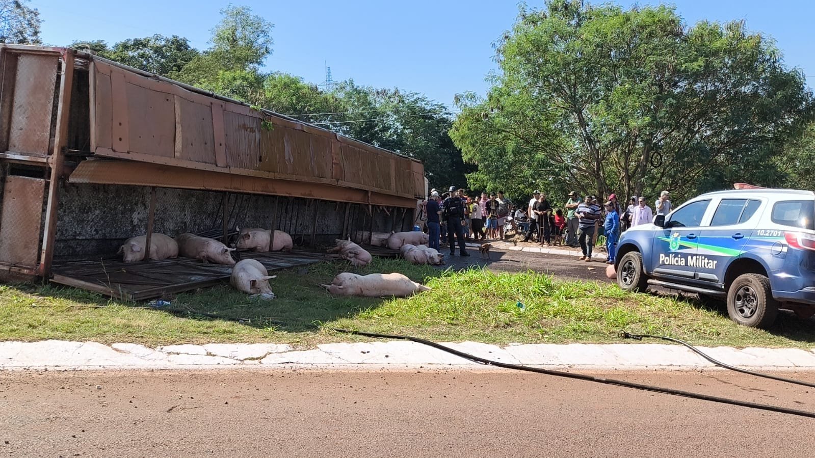 ASSISTA: Carreta com porcos tomba e animais são saqueados em perimetral