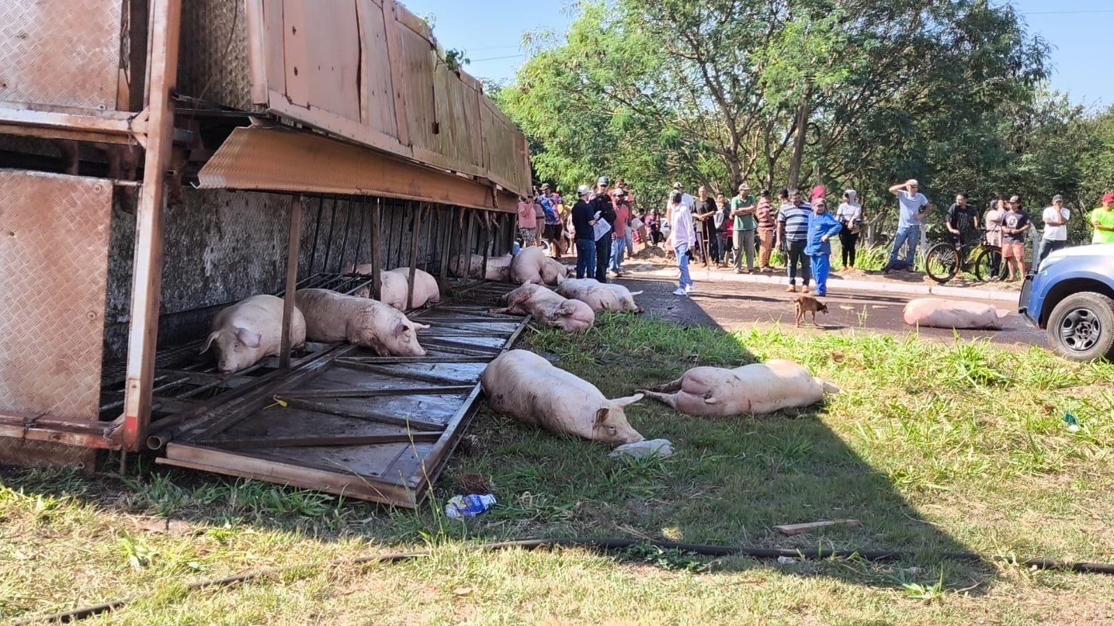 Civil abre inquérito contra ladrões de porcos após carreta tombar em Dourados