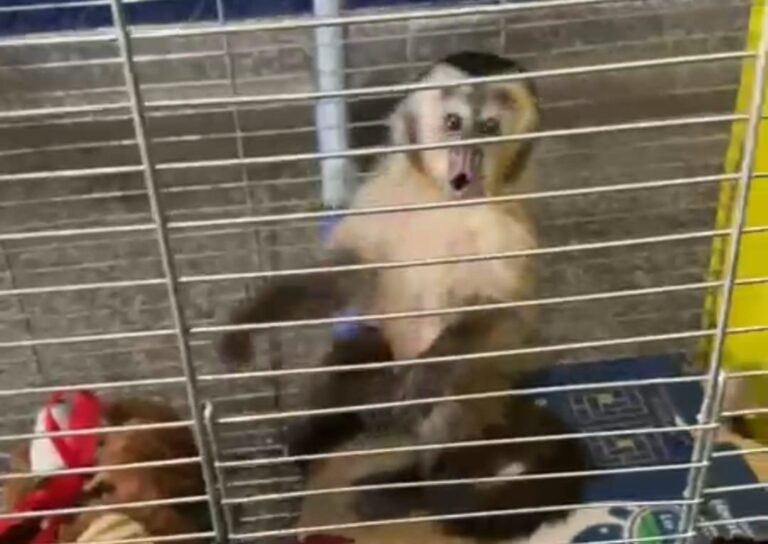 Mulher compra macaco que estava sendo espancado&hellip;
