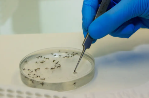 Confira dicas de prevenção contra Febre Oropouche