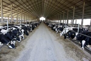 Leite: preço ao produtor sobe apenas 1,3%&hellip;