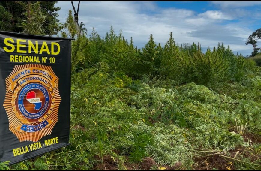 SENAD elimina 27 toneladas de maconha em Bella Vista Norte